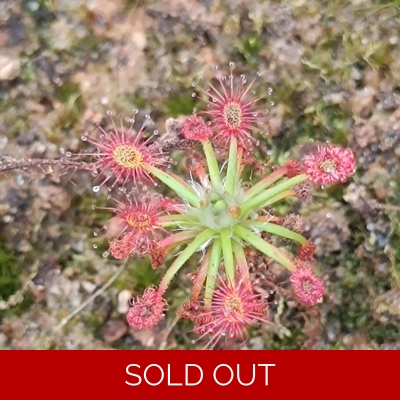 Drosera verrucata, Betty's beach, 10+ gemmae